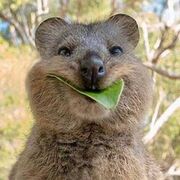 Quokka_CFT