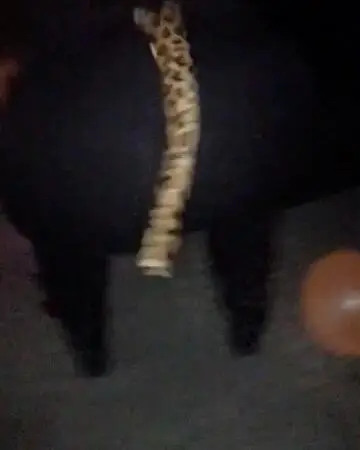 Big booty black bitch twerking