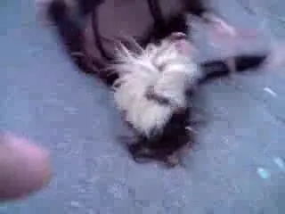 real girls fight blonde domination