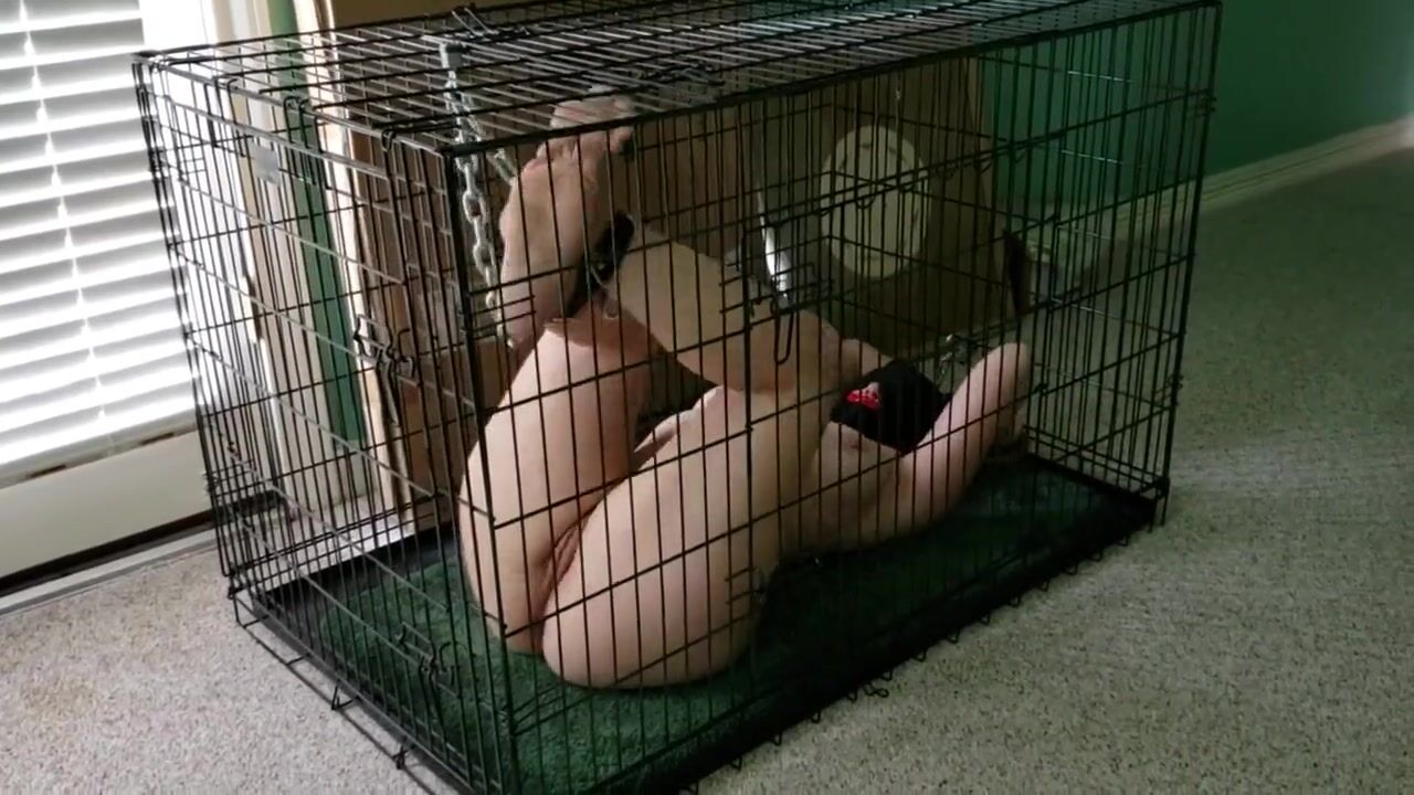 caged pet