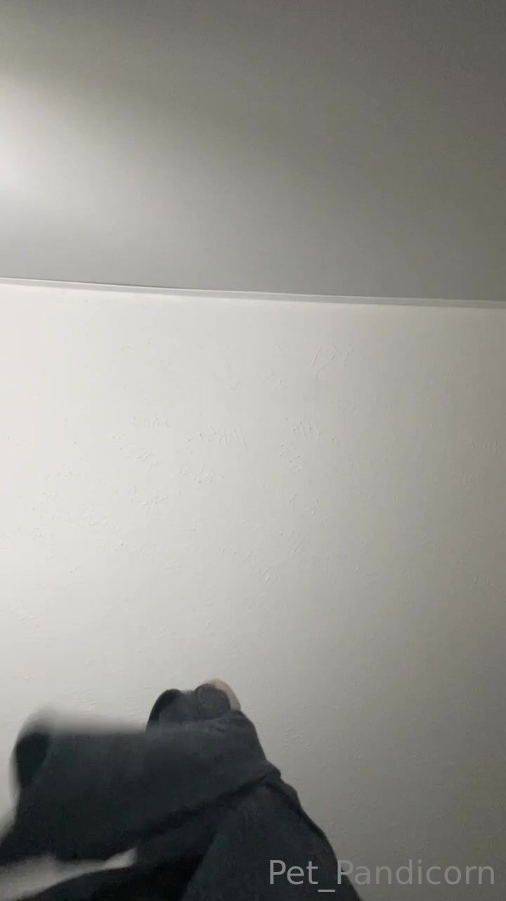 pet_pandicorn