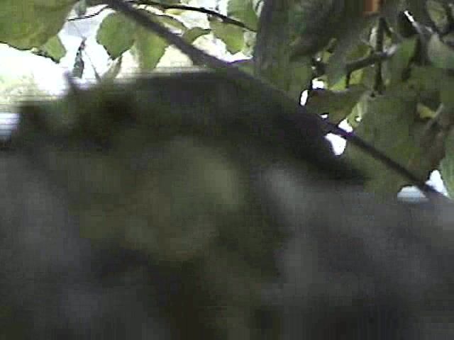 Shoulder riding for apples