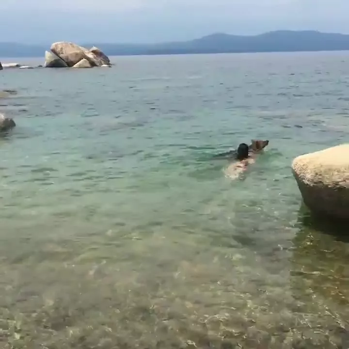 Eva Lovia nude swims in the lake with the dog premium free cam snapchat & manyvids porn videos