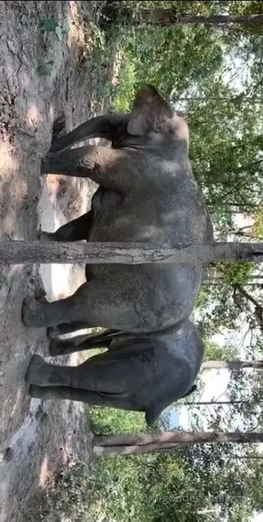 goddessstellasol thailand snapchat story day 5 i forgot to save my snapchat story from day 4 but not much h xxx onlyfans porn videos