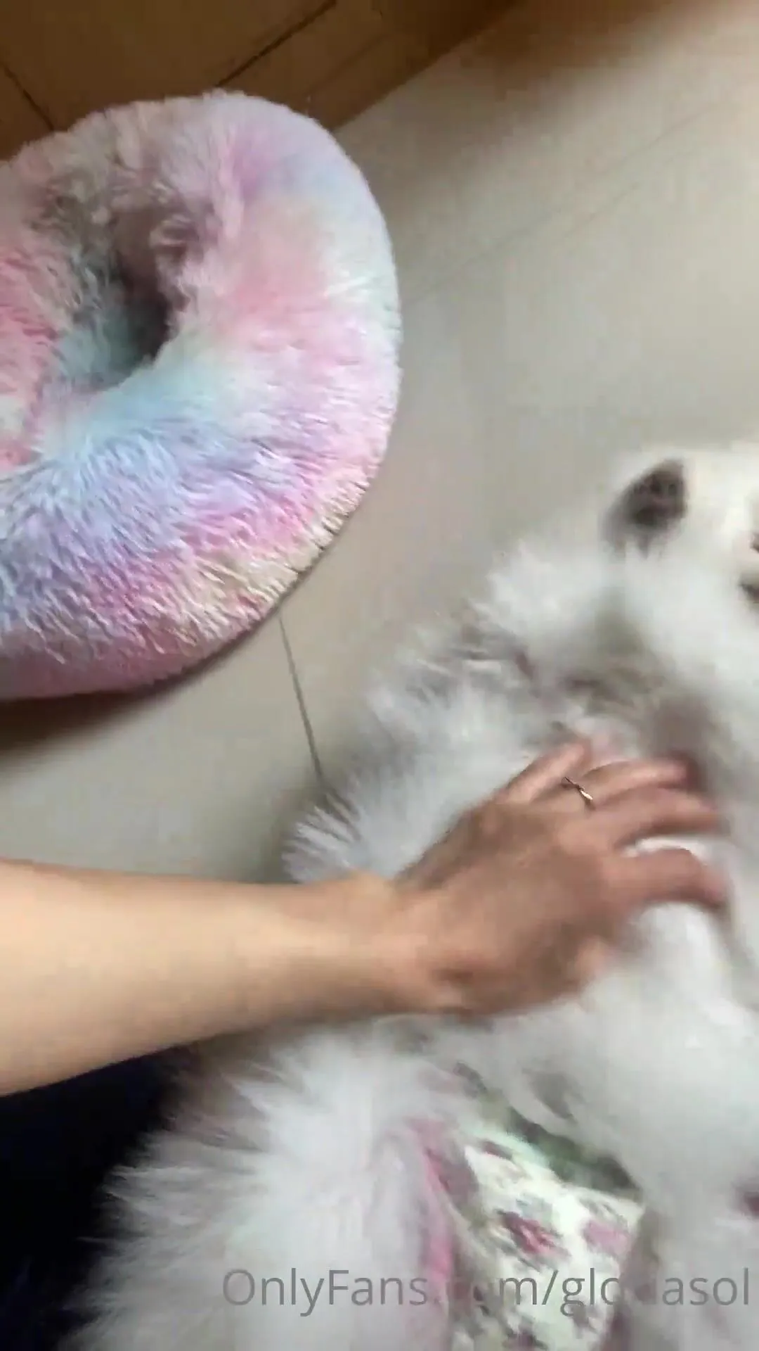 gloriasol i m playing with my little puppy what re you doing guys wanna play with me xxx onlyfans porn videos
