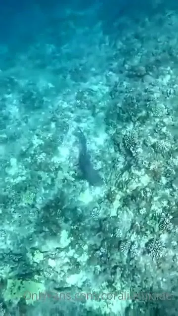 coraliasuicide dive was awesome very unexpectedly saw a ton of sharks they were doing a rare shark phenom xxx onlyfans porn videos